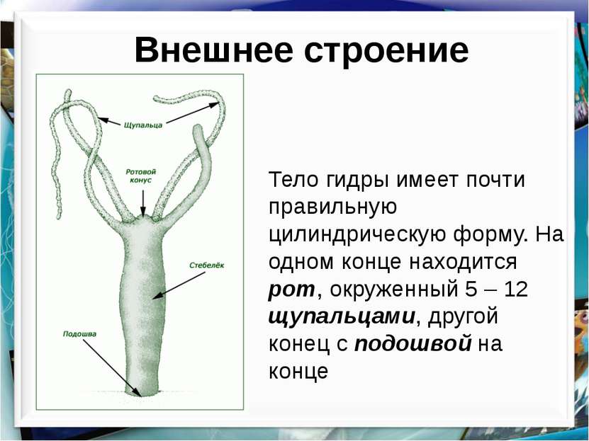 Кракен сайт в тор браузере
